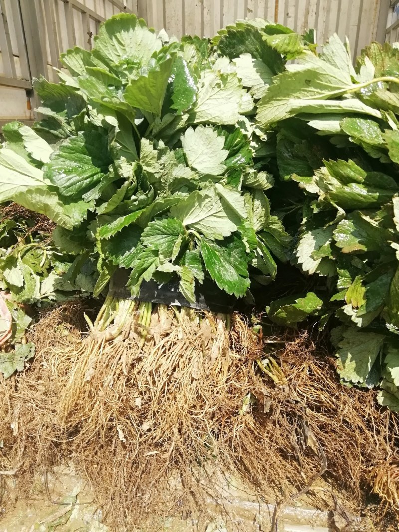 鸿通草莓苗基地:章姬草莓苗视频看苗打冷保湿保鲜发货