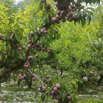 要卖脆红李的请种植户