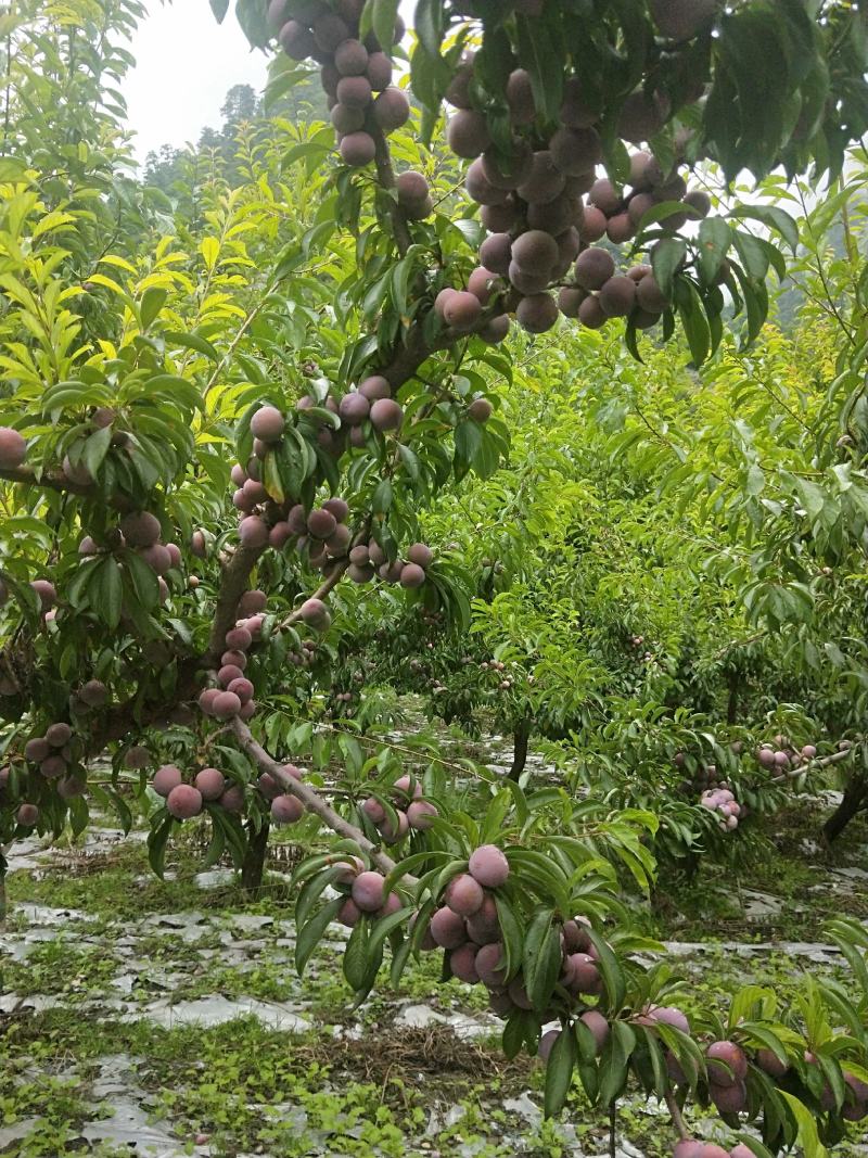 要卖脆红李的请联系种植户