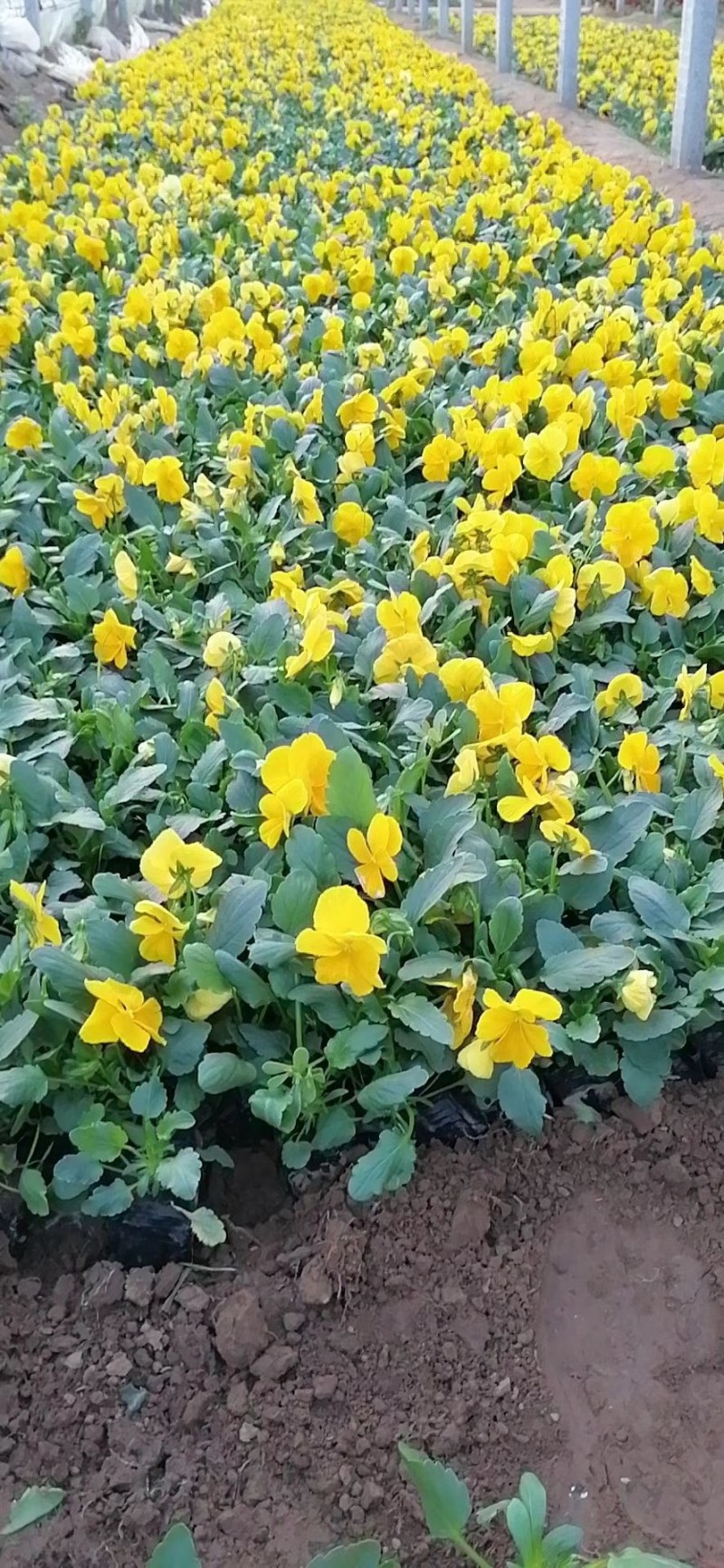 三色堇，三色堇苗，草花三色堇，山东三色堇，三色堇基地