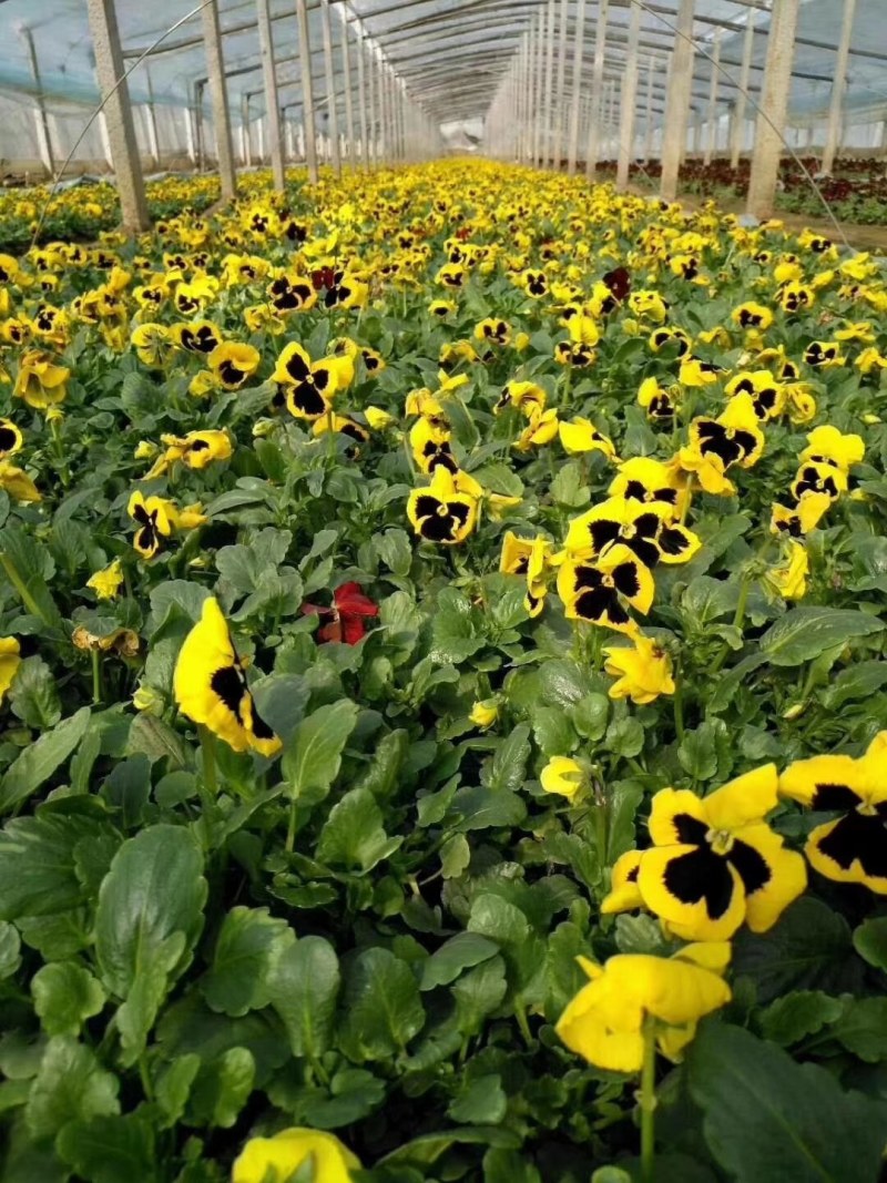 三色堇，三色堇苗，草花三色堇，山东三色堇，三色堇基地