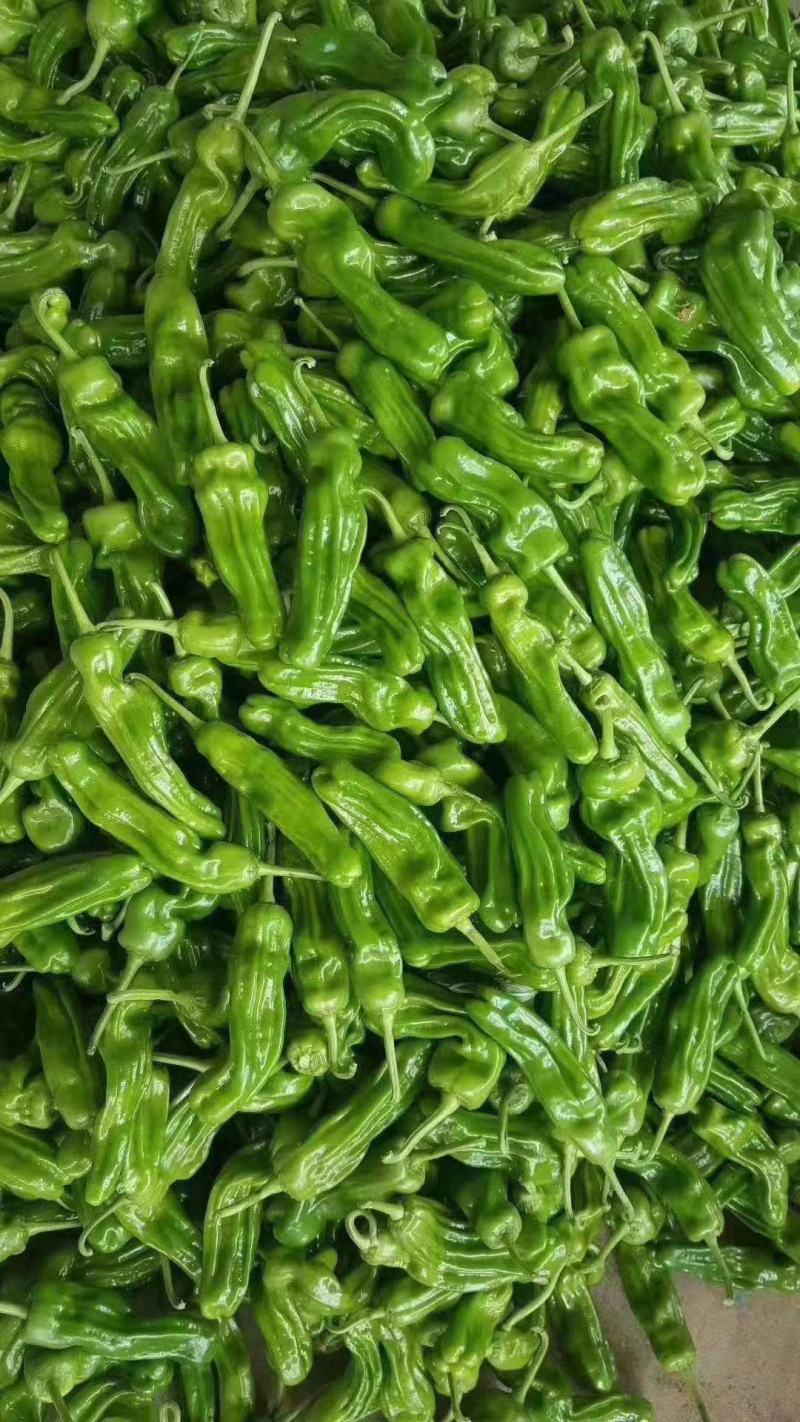 鲜辣椒芜湖椒，每天真实报价