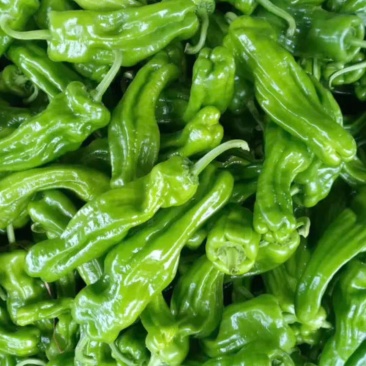 鲜辣椒芜湖椒，每天真实报价