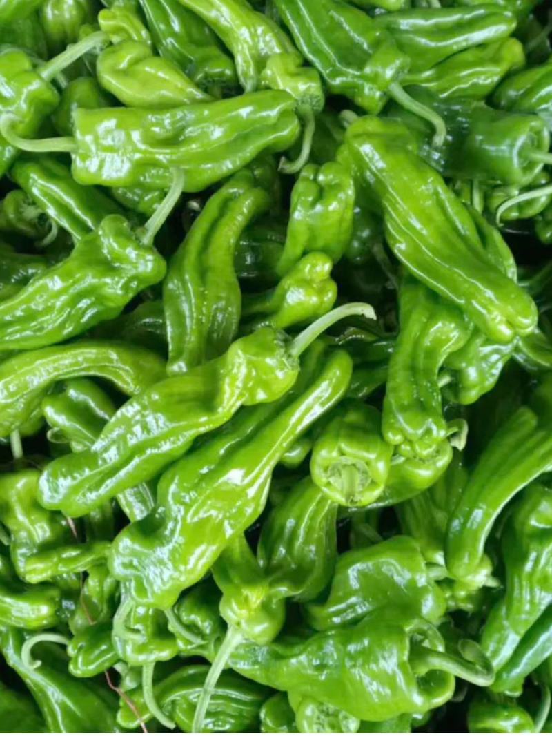 鲜辣椒芜湖椒，每天真实报价