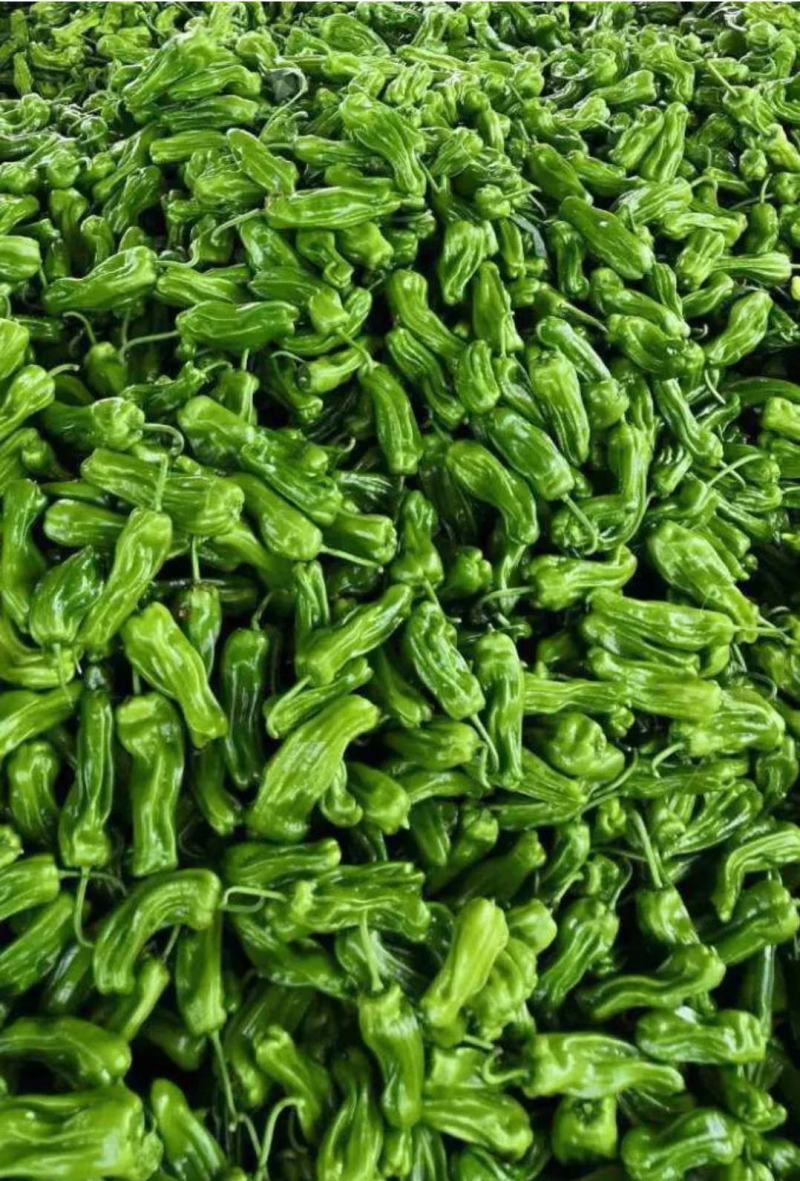 鲜辣椒芜湖椒，每天真实报价