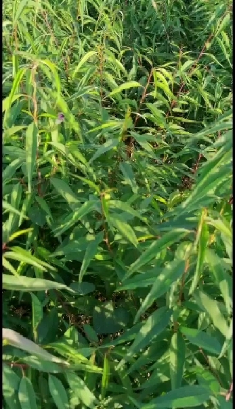 山桃苗，自己的无中间商，可直接通过一亩田与我联系
