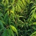 山桃苗，自己的无中间商，可直接通过一亩田与我联系