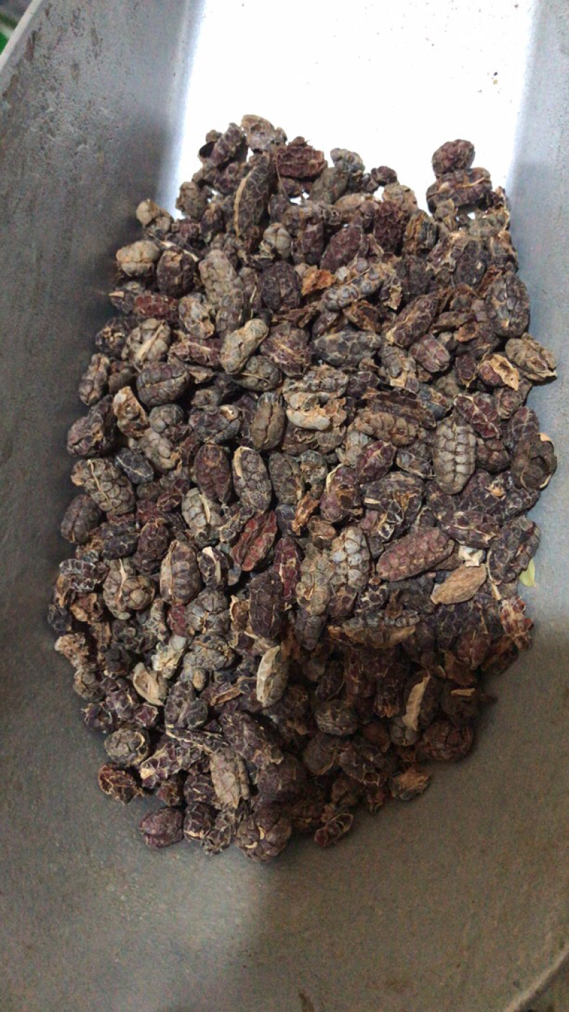 砂仁米子无硫干净无杂质产地直销