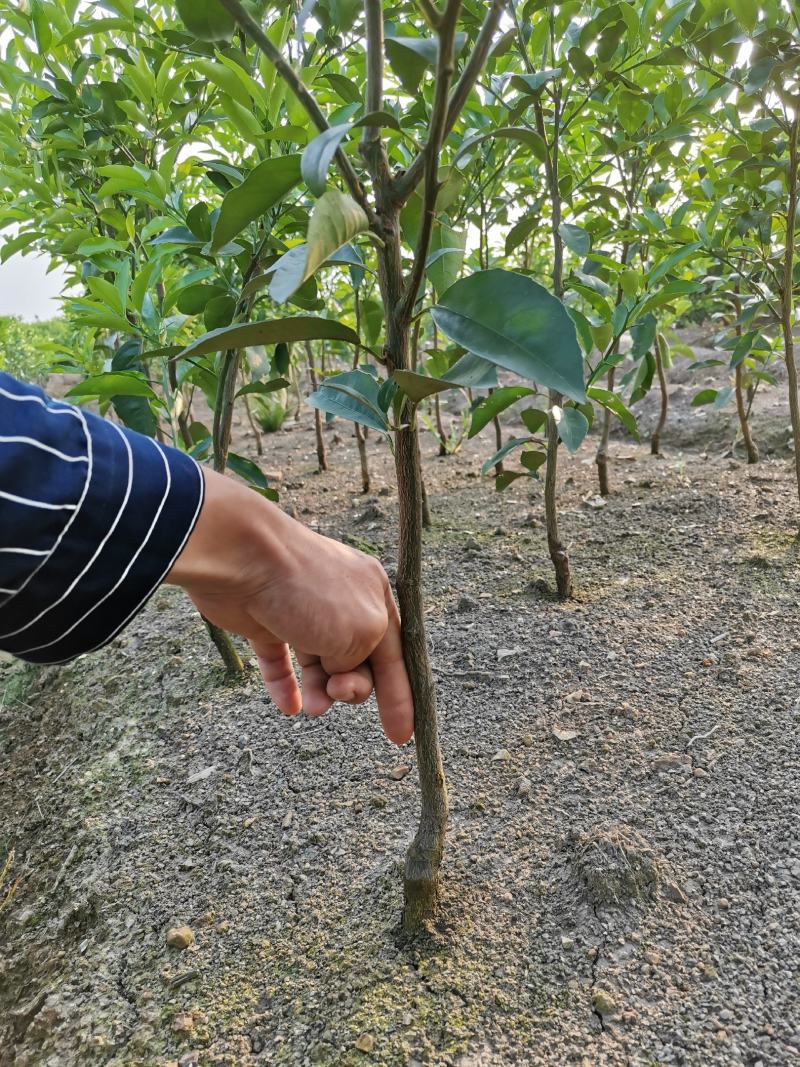 沃柑移栽大苗，种植一年结果，免费技术服务