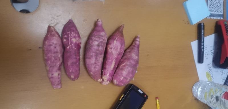 红薯，西瓜红薯，基地直配