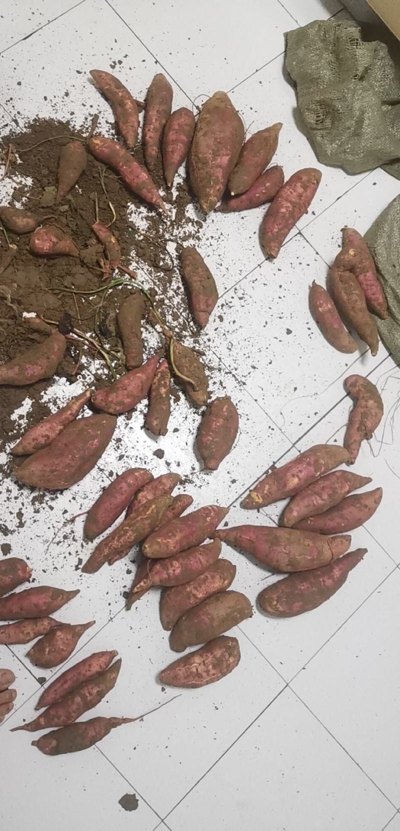 红薯，西瓜红薯，基地直配