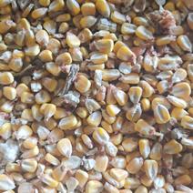 玉米，大量出售湿玉米粒，水分36至38