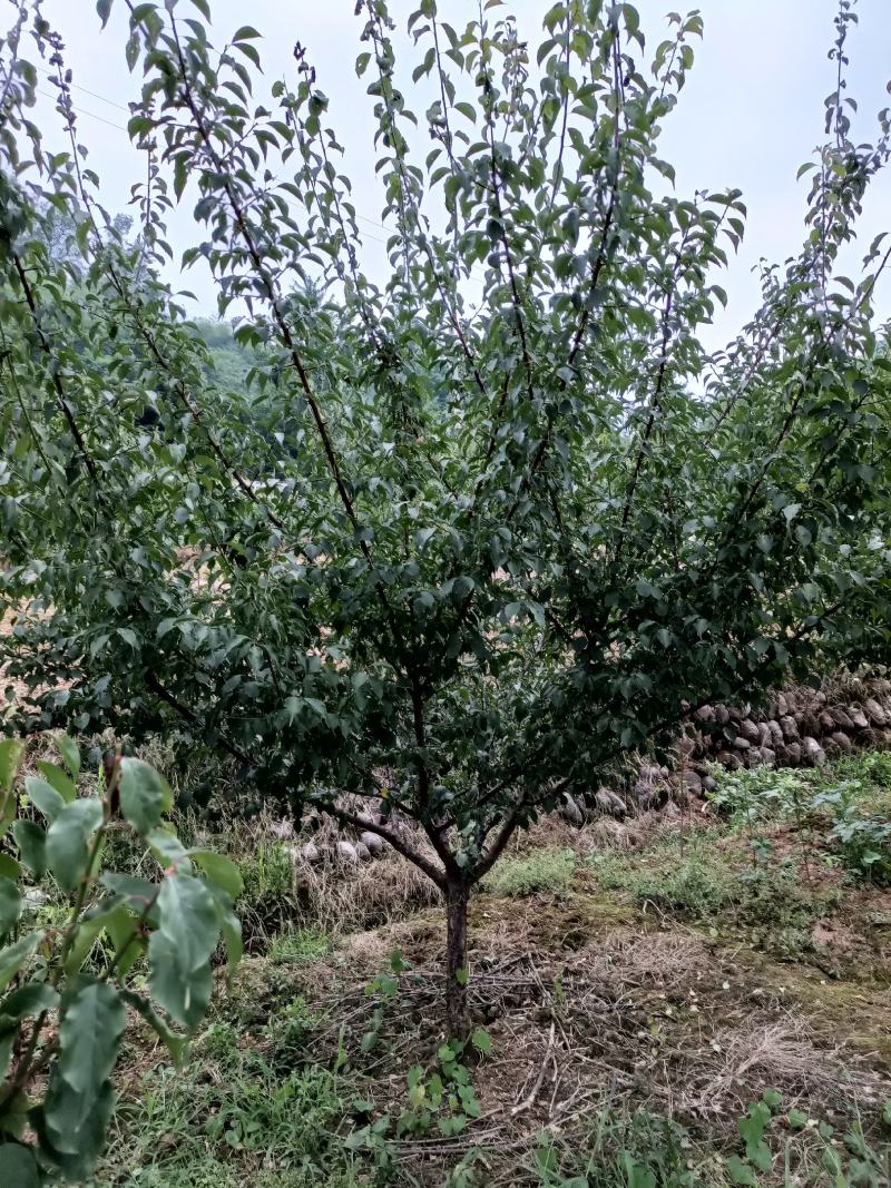 山杏《梅子树》绿化的好品种！工程，小区，农家乐等！