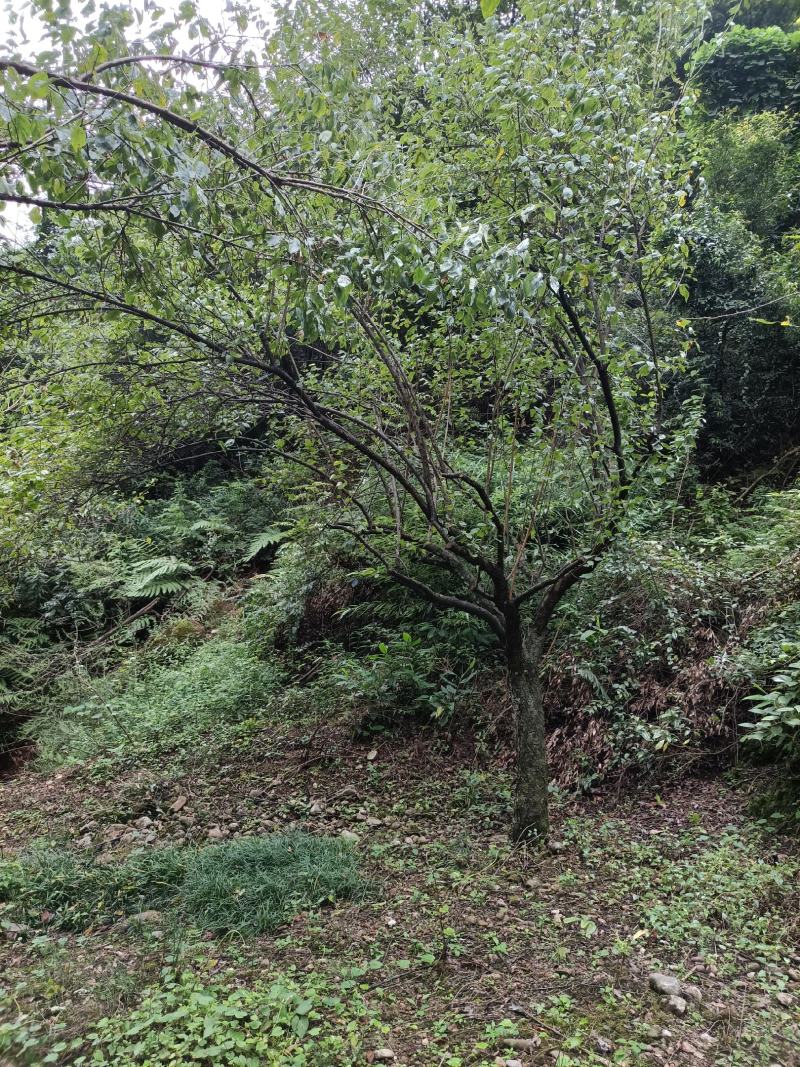 山杏《梅子树》绿化的好品种！工程，小区，农家乐等！