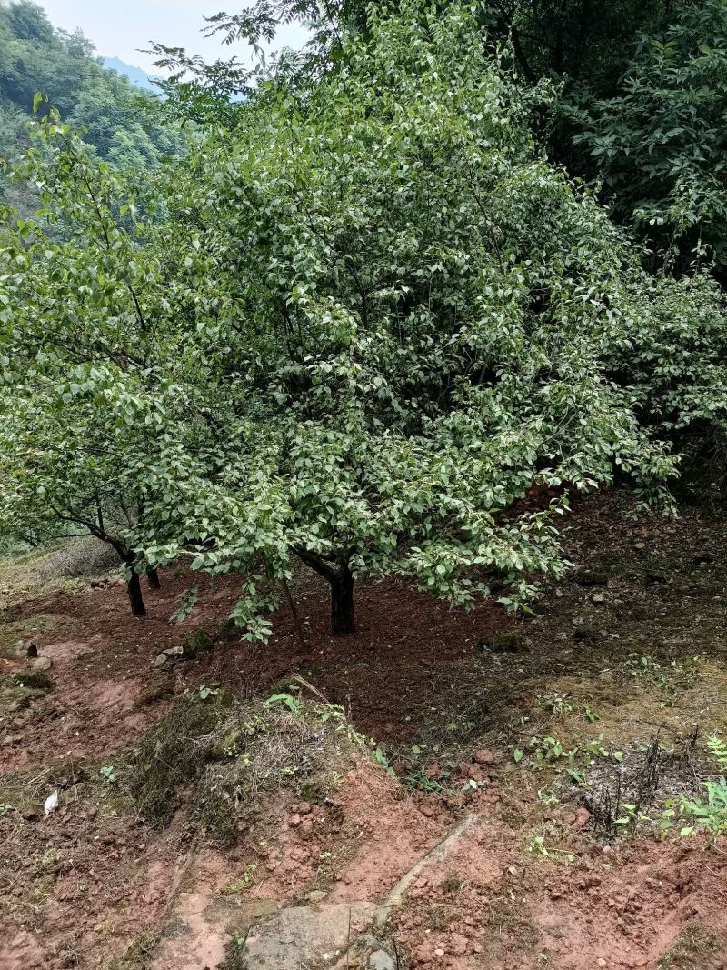 山杏《梅子树》绿化的好品种！工程，小区，农家乐等！