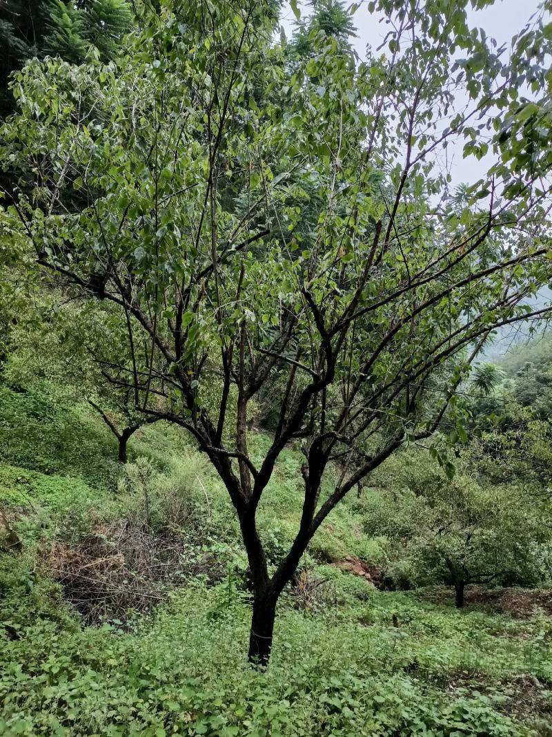 山杏《梅子树》绿化的好品种！工程，小区，农家乐等！