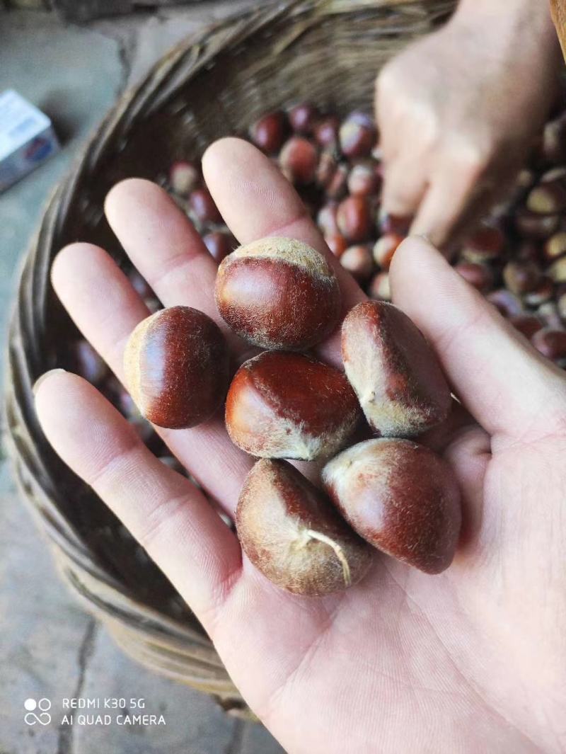 秦岭山脉商洛优质大板栗产区直供全国发货有大货