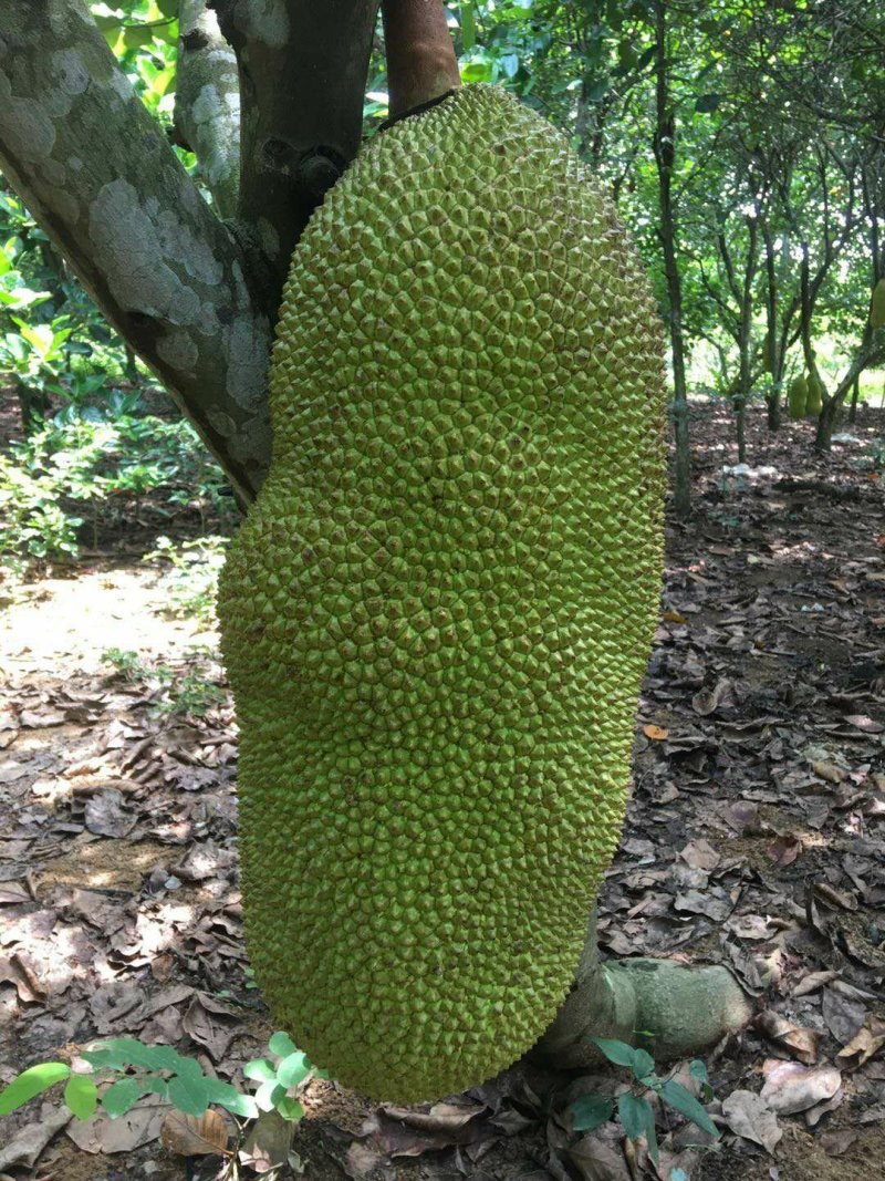 热带水果本地菠萝蜜，马来西亚一号，质优价廉，欢迎来电订购