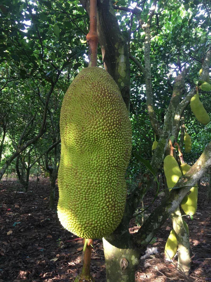 热带水果本地菠萝蜜，马来西亚一号，质优价廉，欢迎来电订购