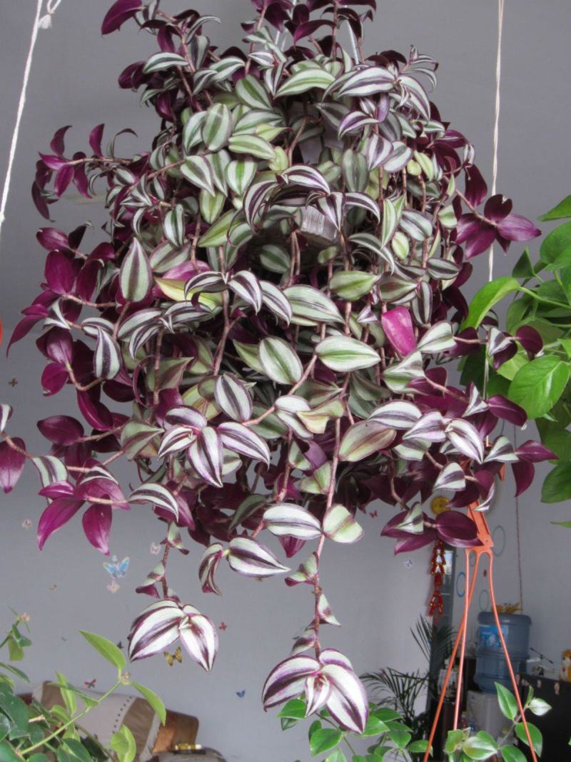 灵璧县马光种植基地彩叶吊竹梅