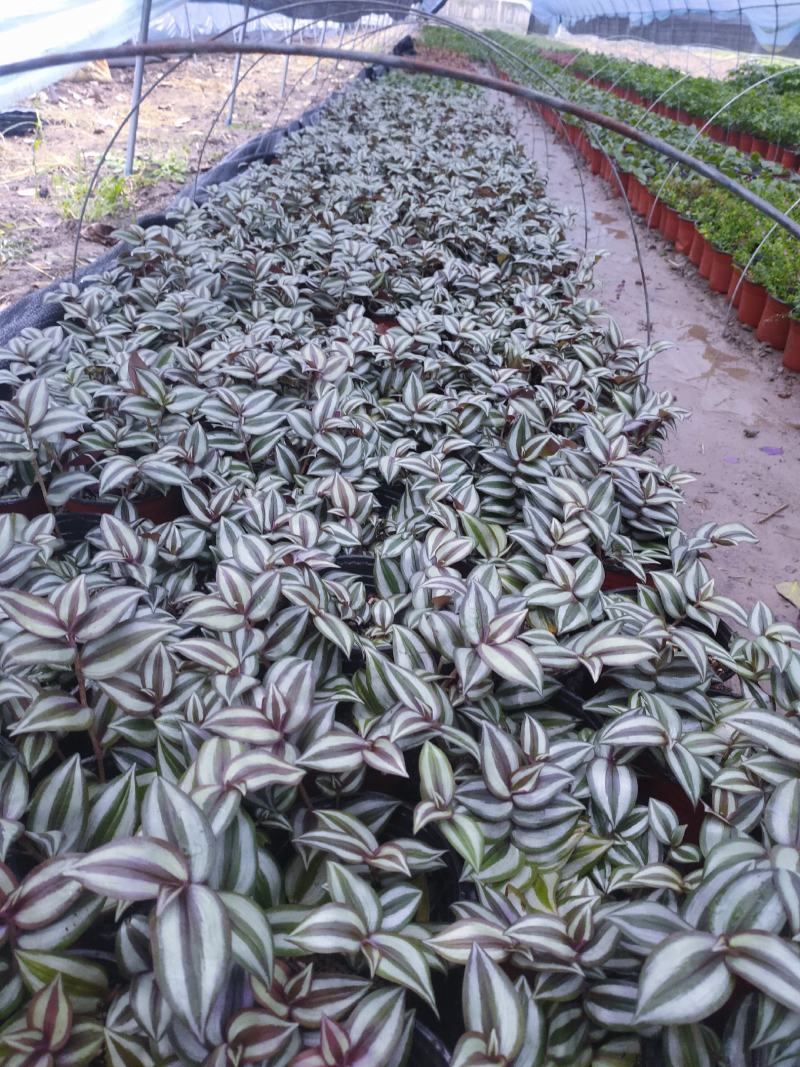 灵璧县马光种植基地彩叶吊竹梅