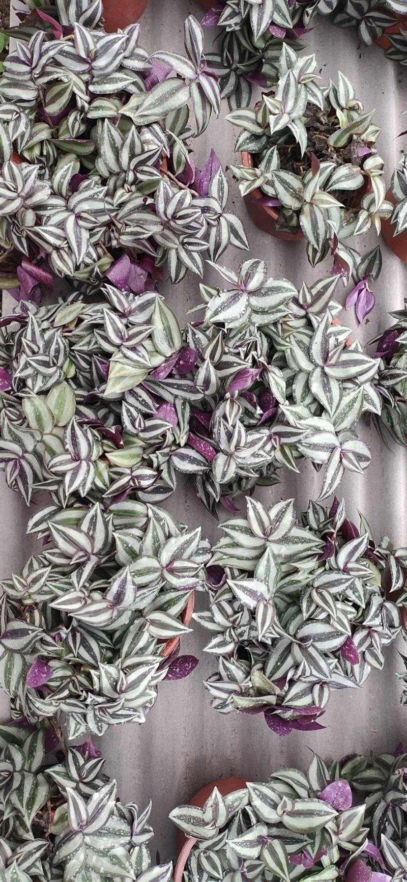 灵璧县马光种植基地彩叶吊竹梅