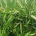 晴姬苗晴姬公分苗带土球晴姬杯苗量大可开检疫证