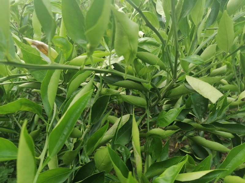 晴姬苗晴姬公分苗带土球晴姬杯苗量大可开检疫证