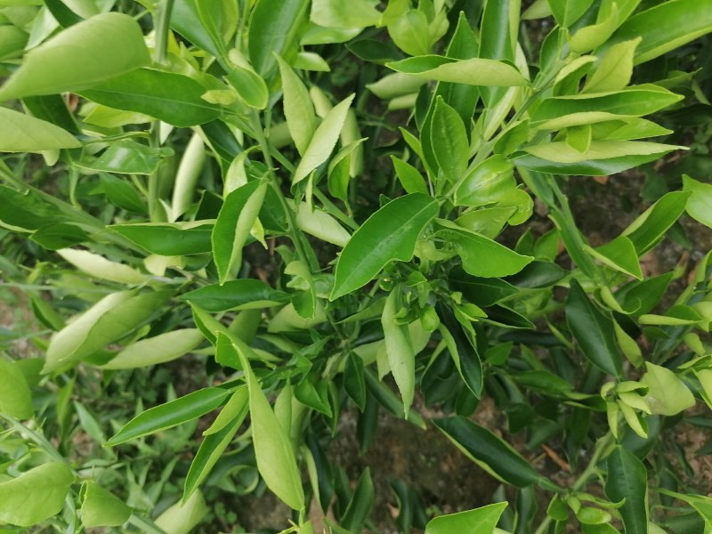 晴姬苗晴姬公分苗带土球晴姬杯苗量大可开检疫证