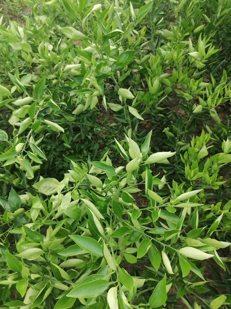 晴姬苗晴姬公分苗带土球晴姬杯苗量大可开检疫证