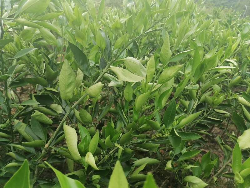 晴姬苗晴姬公分苗带土球晴姬杯苗量大可开检疫证