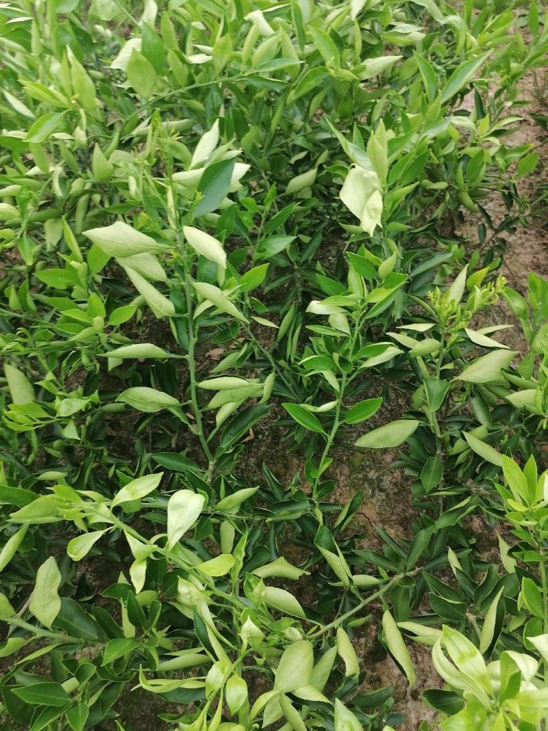 晴姬苗晴姬公分苗带土球晴姬杯苗量大可开检疫证