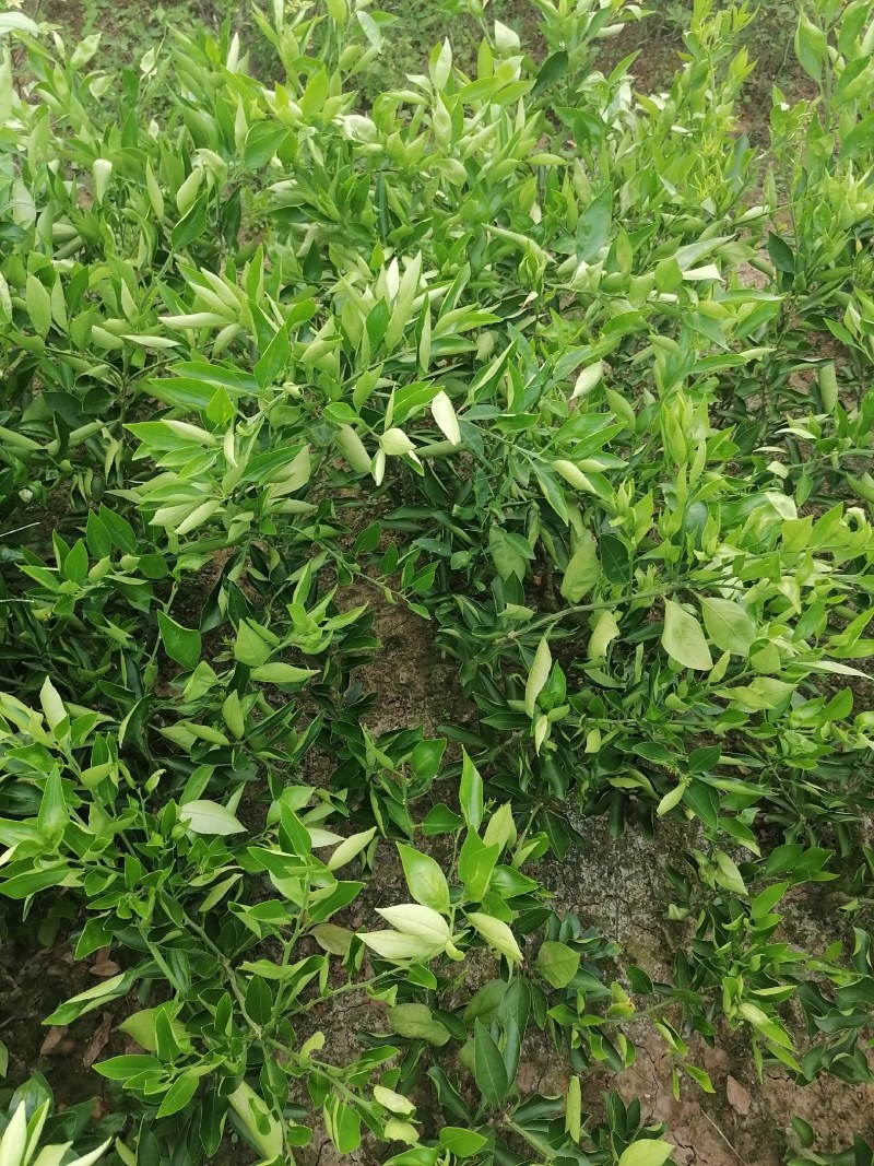 晴姬苗晴姬公分苗带土球晴姬杯苗量大可开检疫证