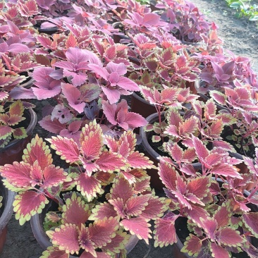 灵璧县马光种植基地彩叶草
