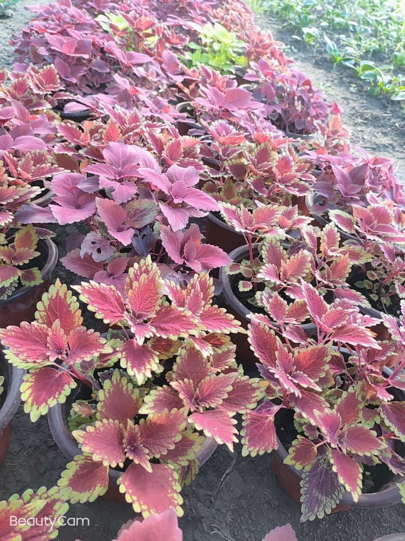 灵璧县马光种植基地彩叶草