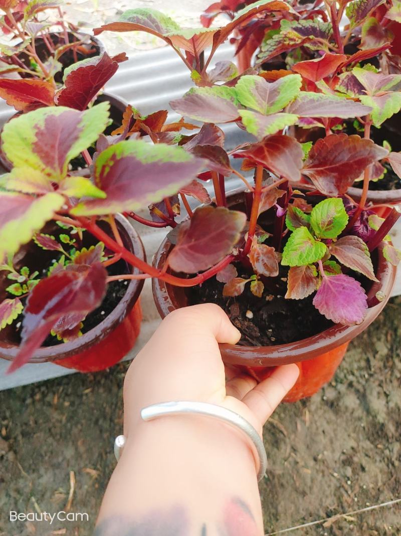 灵璧县马光种植基地彩叶草