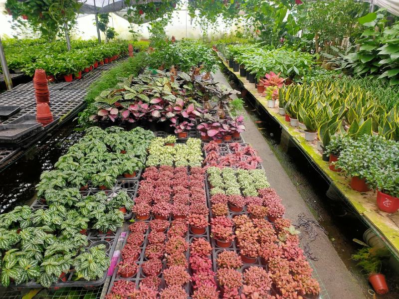 灵璧县马光种植基地彩叶草