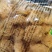 金锣鸡米花肯德基同款鸡米花鸡排干炸里脊黑椒鸡块小吃半成品