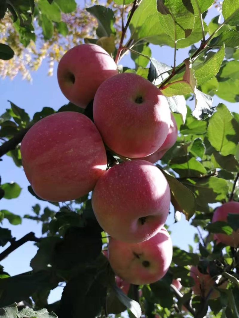 小山村主打苹果----红富士苹果