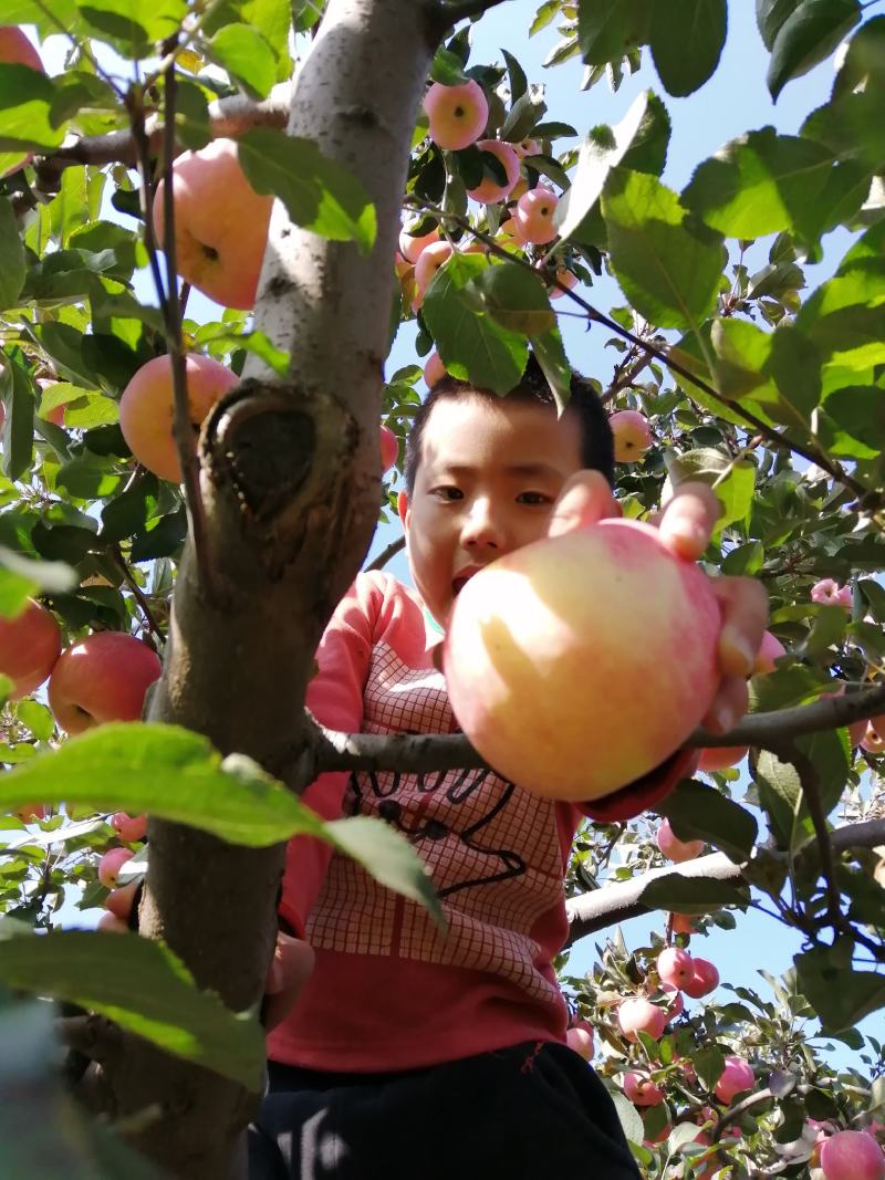 小山村主打苹果----红富士苹果