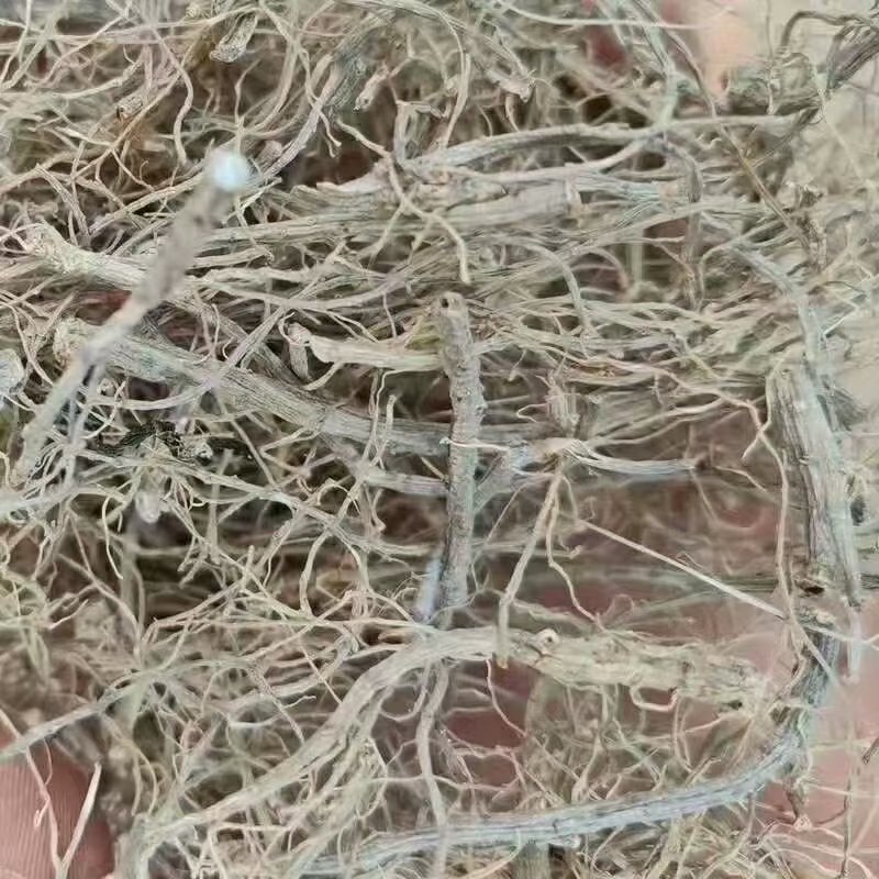 三七根(可炖鸡炖骨)自产自消