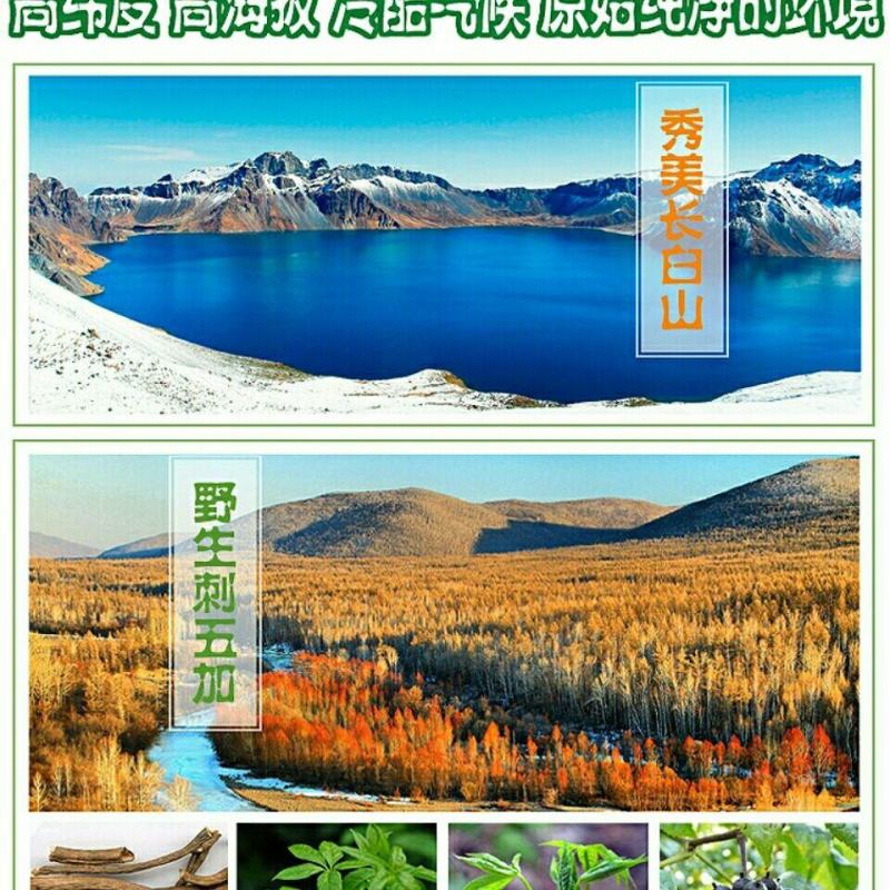 新品吉林长白山刺五加茶