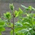 新品吉林长白山刺五加茶