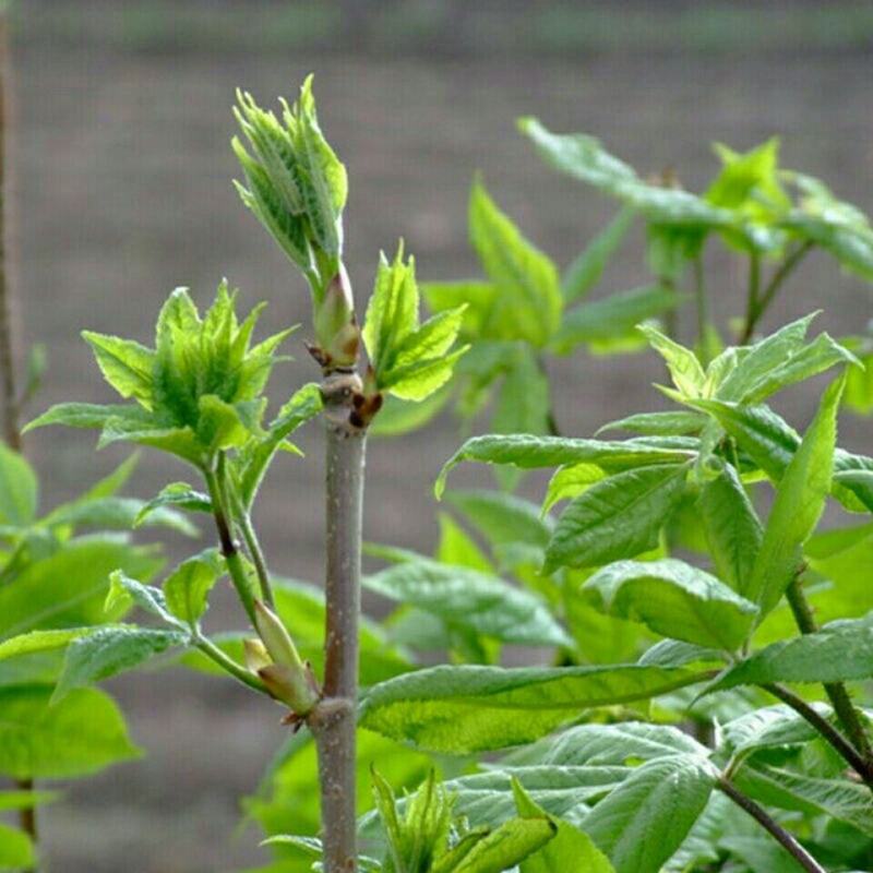 新品吉林长白山刺五加茶