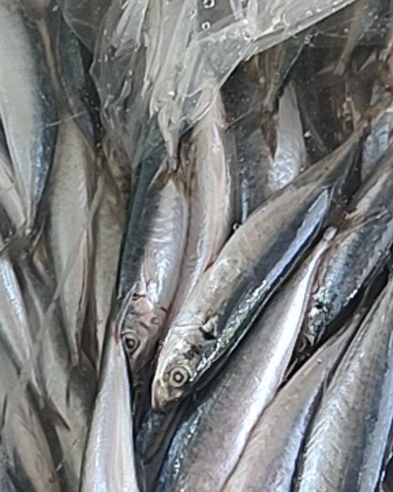 竹叶巴浪，又叫四破鱼，品质非常好。发货量请先沟通
