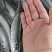 竹叶巴浪，又叫四破鱼，品质非常好。发货量请先沟通
