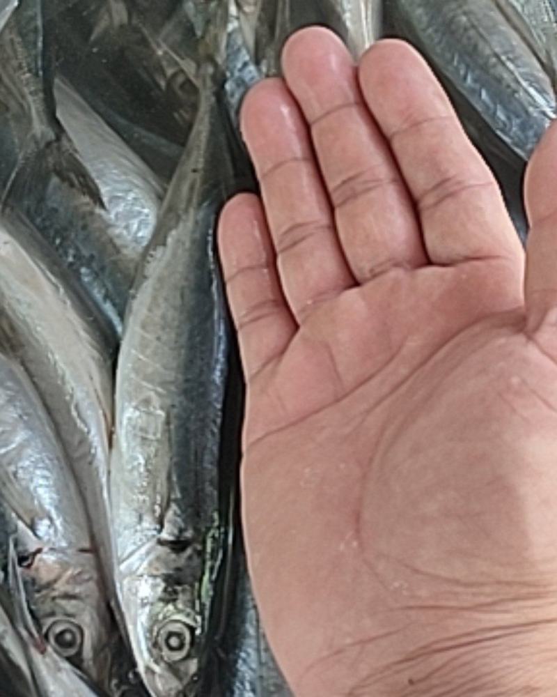 竹叶巴浪，又叫四破鱼，品质非常好。发货量请先沟通