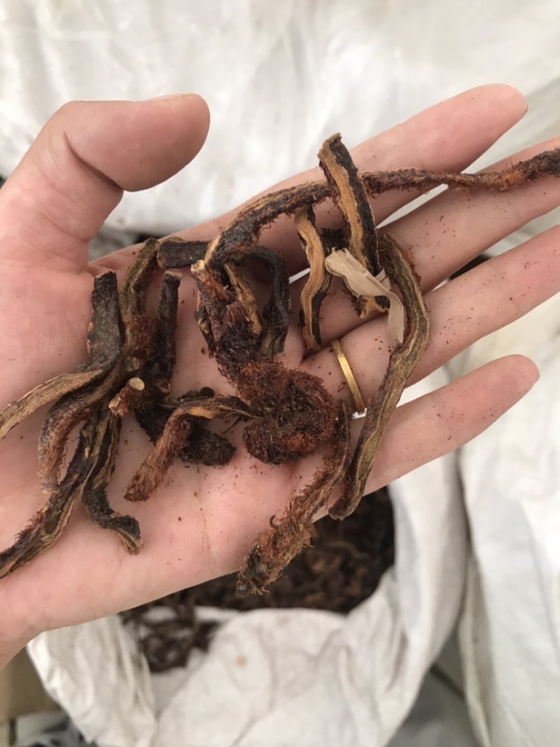 骨碎补毛姜保庆药业批发骨碎补实物拍摄！