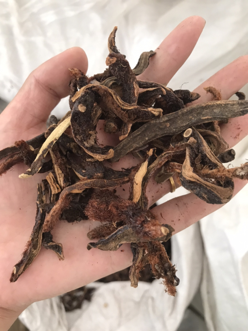 骨碎补毛姜保庆药业批发骨碎补实物拍摄！