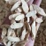 纯新棉芪黄芪籽，干净无杂志，一手货质量有保证，欢迎选购